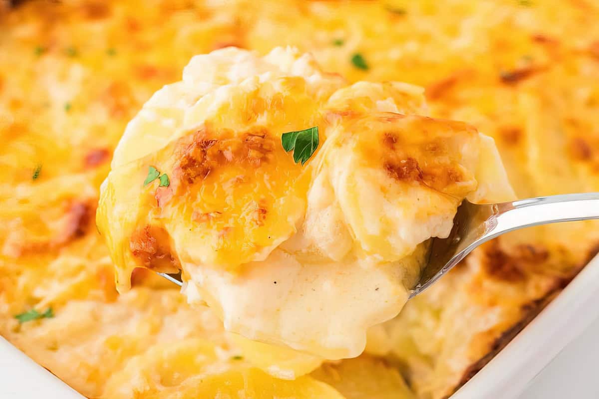 Close-up of a serving of cheesy scalloped potatoes on a spoon, showing layers of thinly sliced potatoes covered in melted cheese and a creamy sauce, garnished with a small parsley leaf. The dish appears golden and baked to perfection.